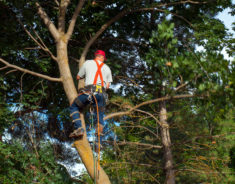 A man climbing a tree with a chainsaw and wearing cables